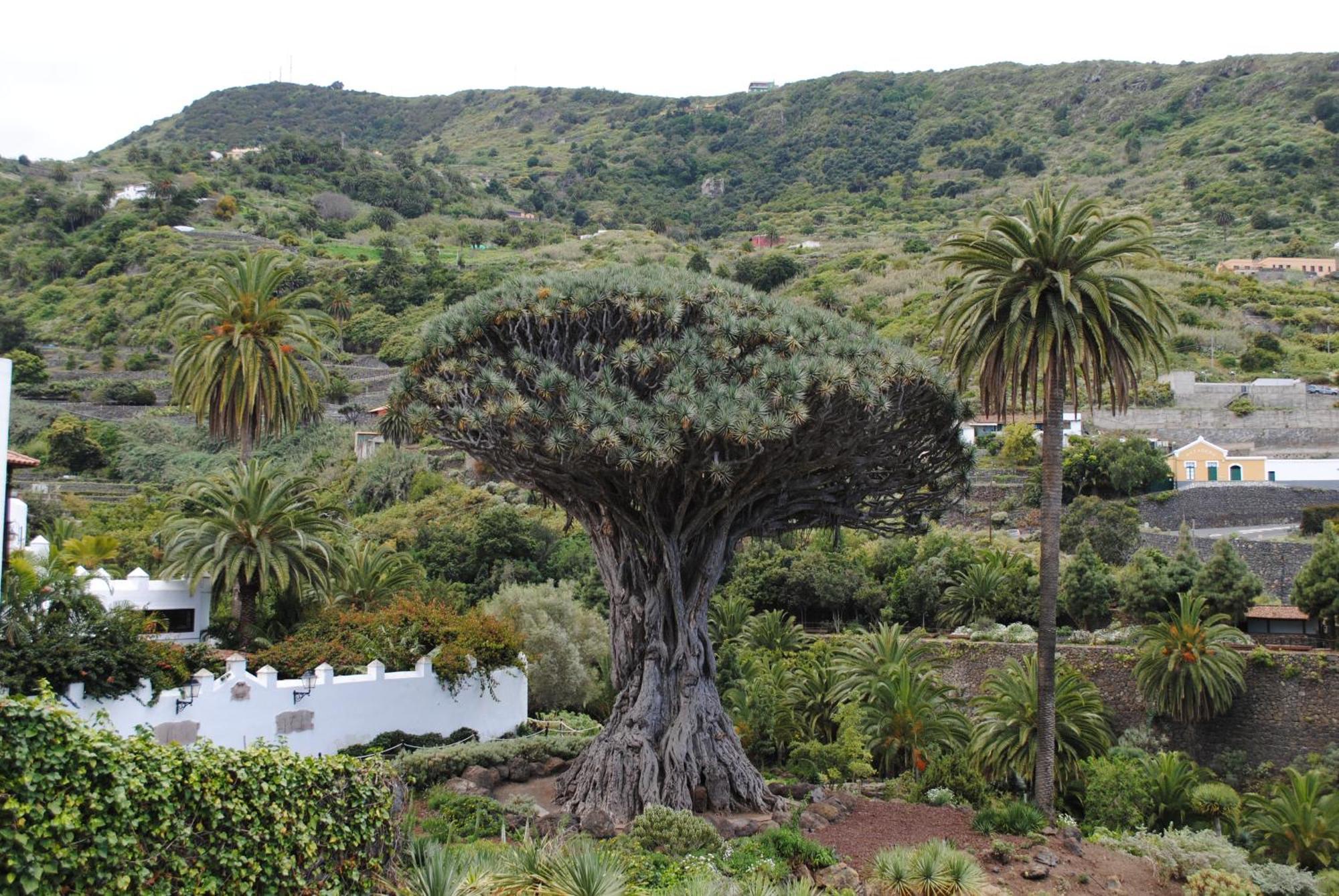 Finca Los Loros Icod De Los Vinos By Hrtenerife Net 圣克鲁斯-德特内里费 外观 照片